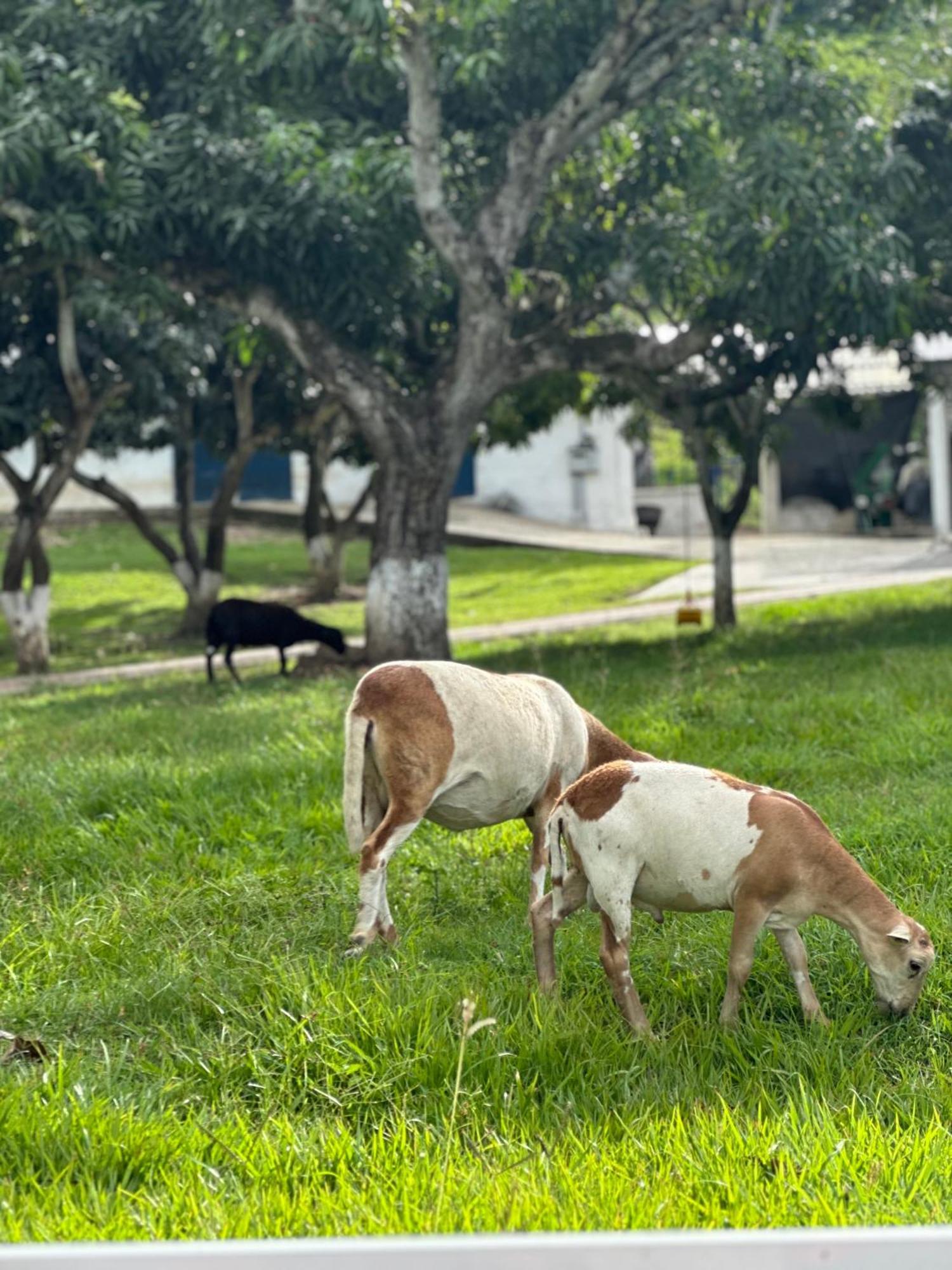 Mira Cruz Farm stay