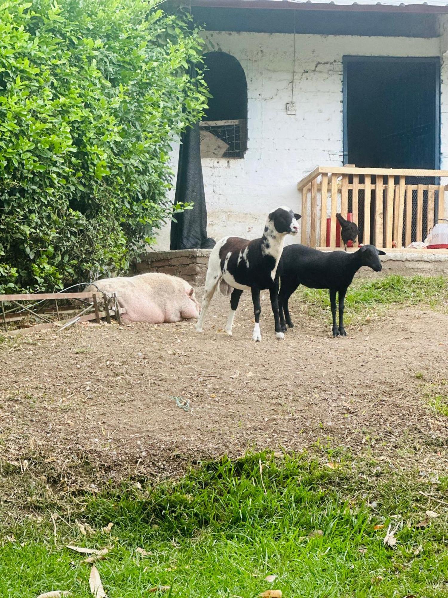 Mira Cruz Farm stay Toro